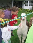 IMG 5985